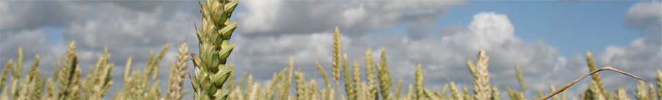 wheat banner